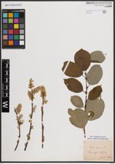 Foto von Salix caprea L.